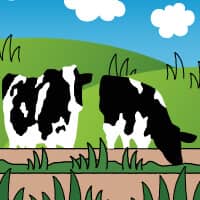 Somos lo que comemos: Por qué trabajamos para que nuestras vacas coman de forma local